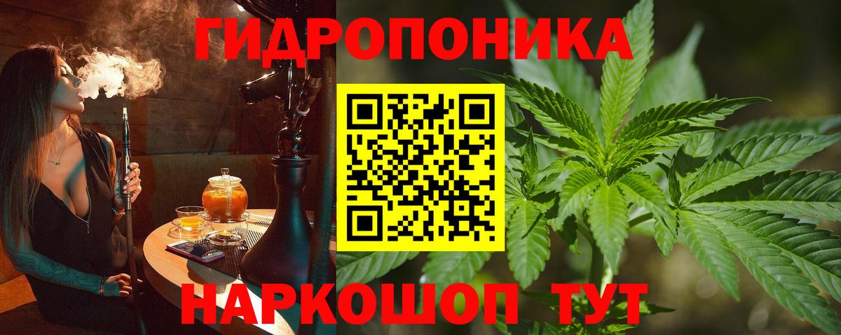 Канабис план  Канабис White Widow  Вологда  Вход с VPN  Марихуана сатива 